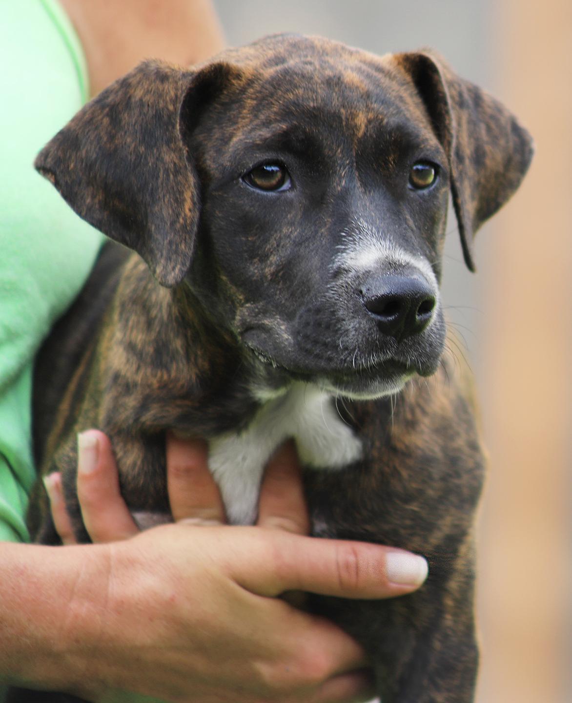 Georgia, adopted, Puppy Female American Staffordshire Terrier.