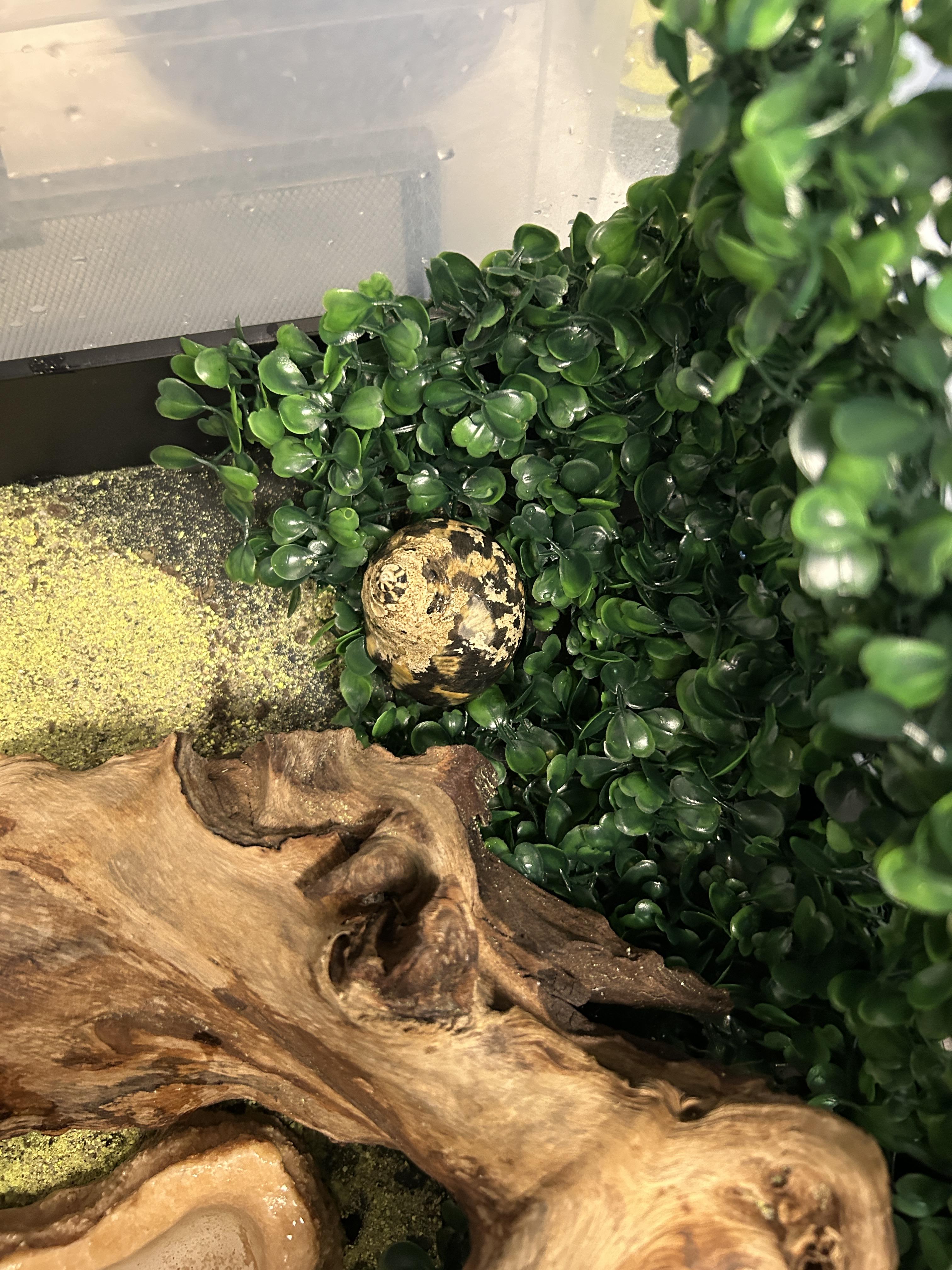 Enlarge Tiger the Hermit Crab, an adopted Hermit Crab in Concord, CA image 1/2