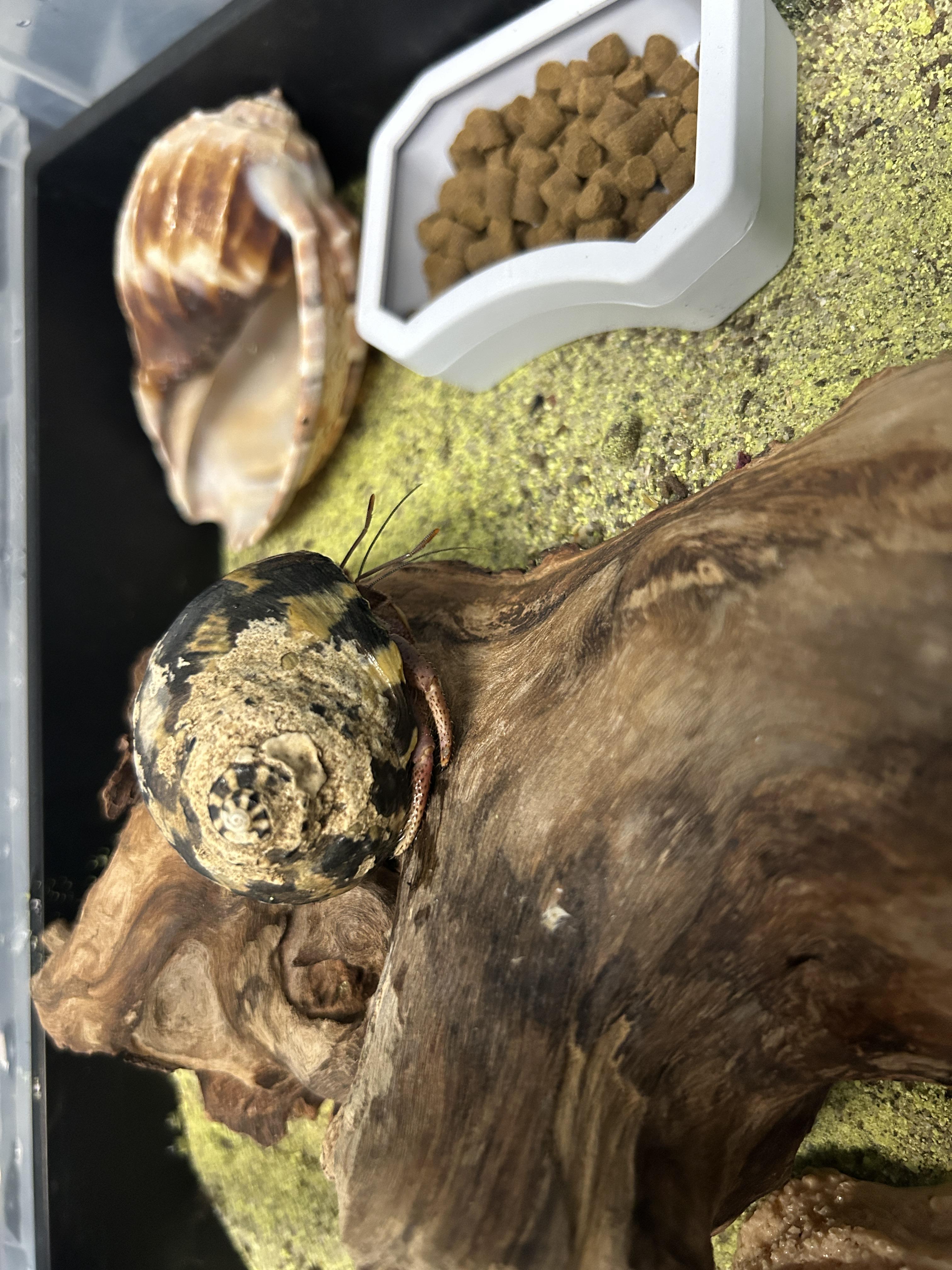 Enlarge Tiger the Hermit Crab, an adopted Hermit Crab in Concord, CA image 2/2