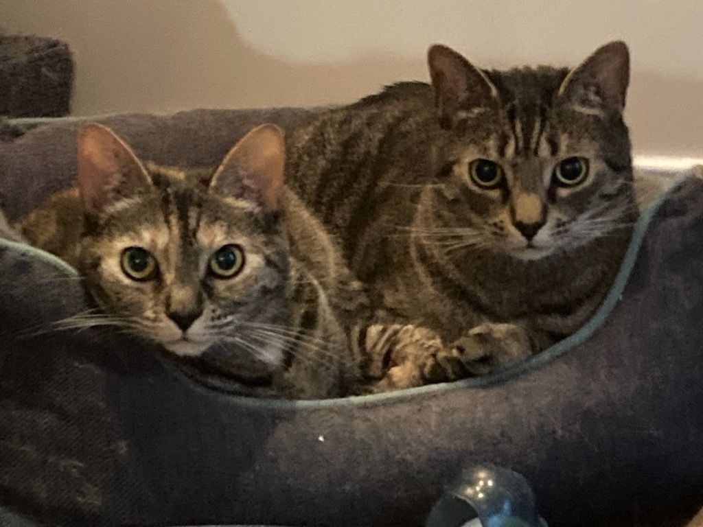 Enlarge Sadie & Tucker, a Adoptable mixed breed in Fredericton, NB image 1/12