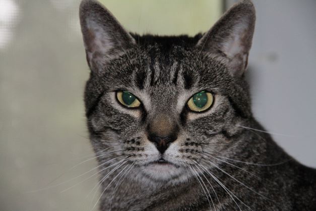 Enlarge Sadie & Tucker, a Adoptable mixed breed in Fredericton, NB image 2/12