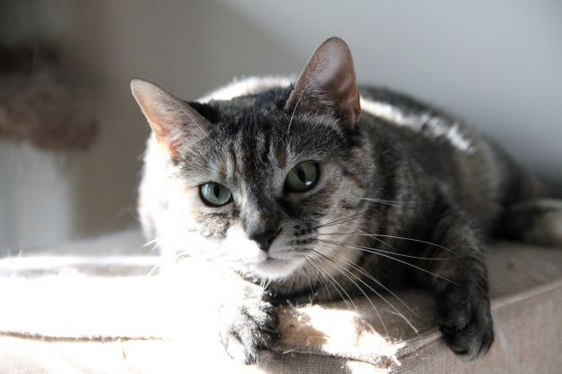 Enlarge Sadie & Tucker, a Adoptable mixed breed in Fredericton, NB image 4/12