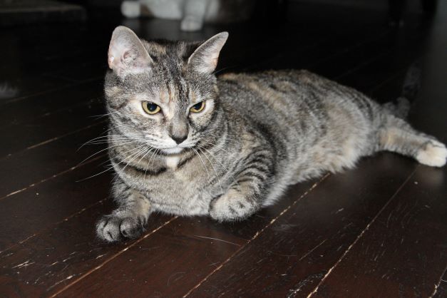 Enlarge Sadie & Tucker, a Adoptable mixed breed in Fredericton, NB image 5/12