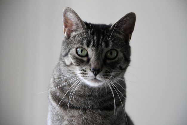 Enlarge Sadie & Tucker, a Adoptable mixed breed in Fredericton, NB image 6/12