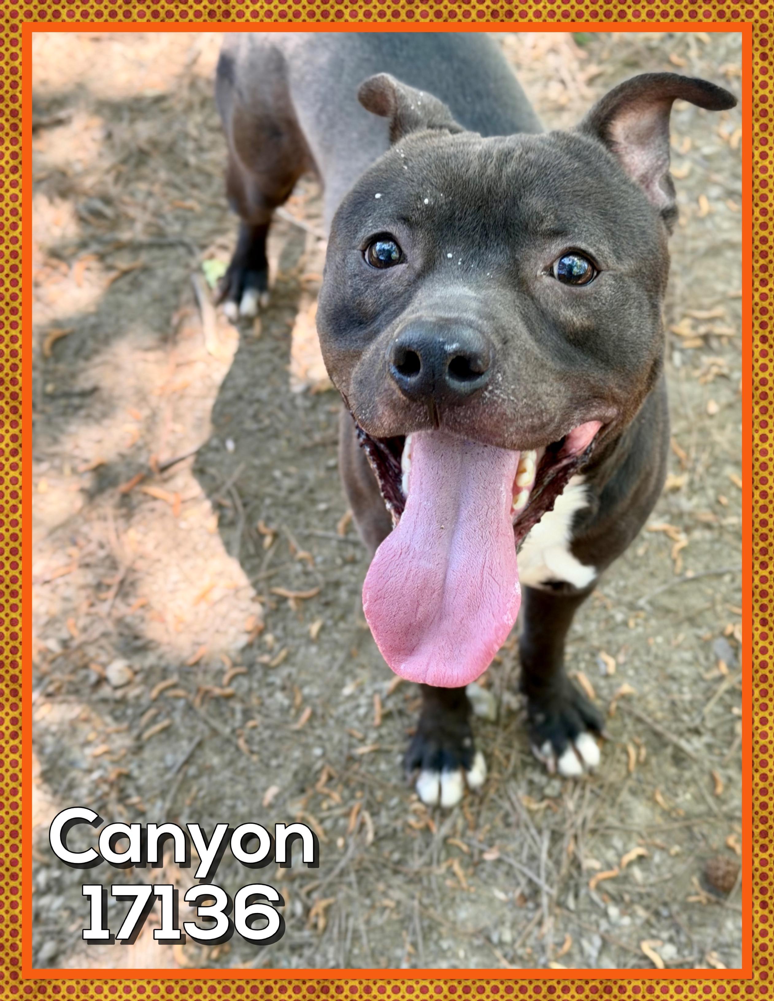 Enlarge CANYON, a Adoptable mixed breed in Marietta, GA image 3/6