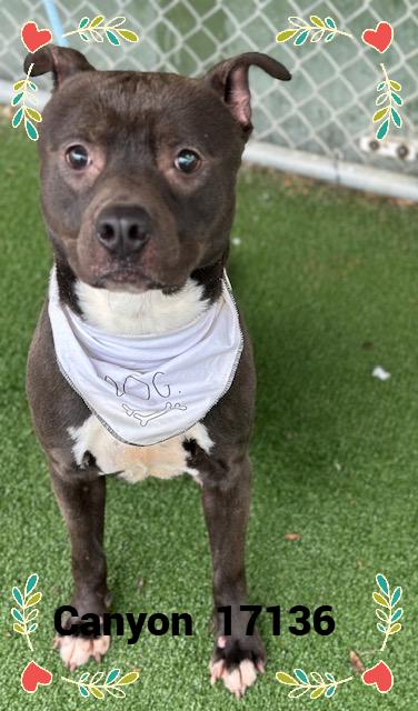 Enlarge CANYON, a Adoptable mixed breed in Marietta, GA image 5/6