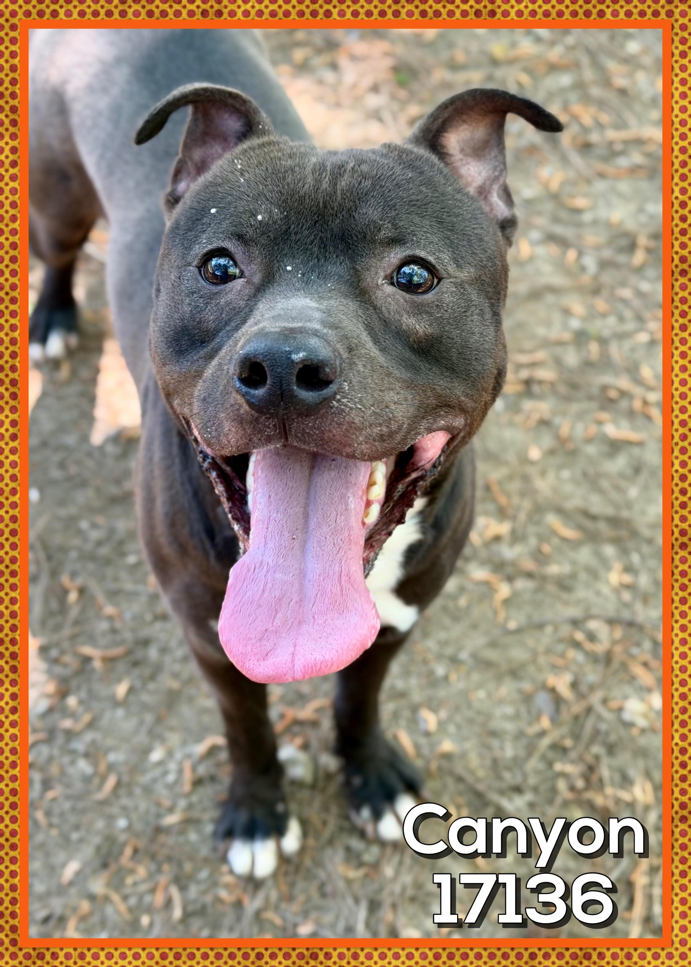 Enlarge CANYON, a Adoptable mixed breed in Marietta, GA image 1/6