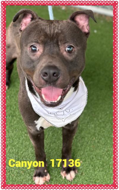 Enlarge CANYON, a Adoptable mixed breed in Marietta, GA image 4/6