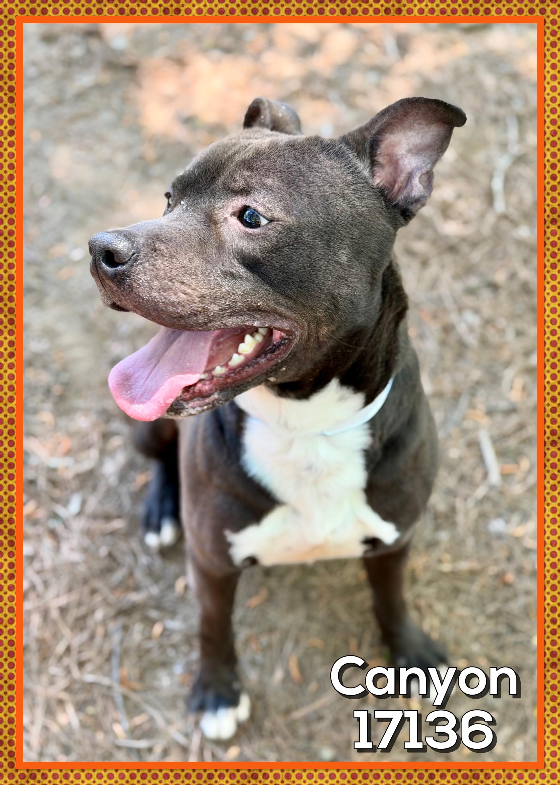 Enlarge CANYON, a Adoptable mixed breed in Marietta, GA image 2/6