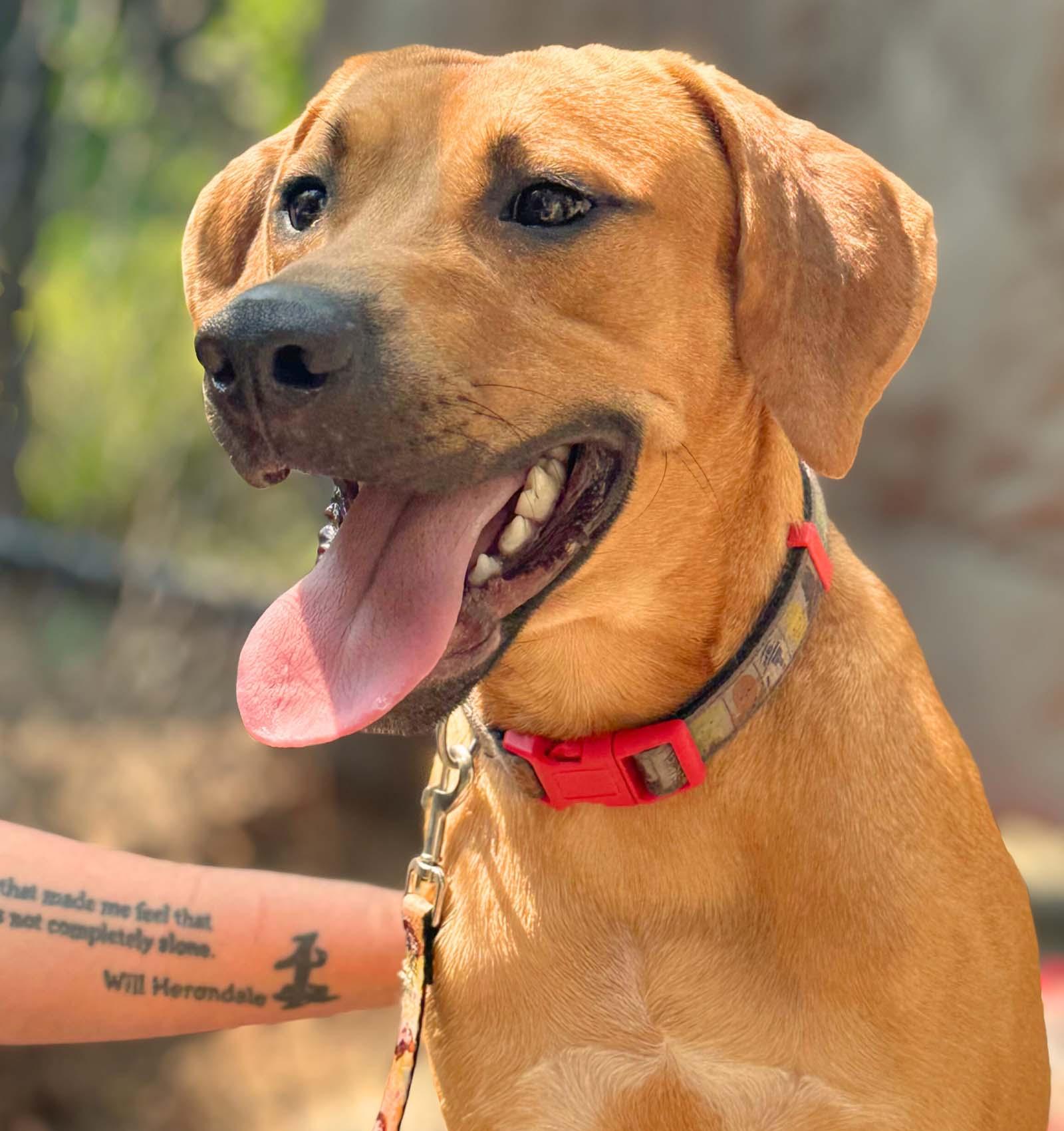 Kane, a Adoptable mixed breed in Lindenhurst, NY image 1/4