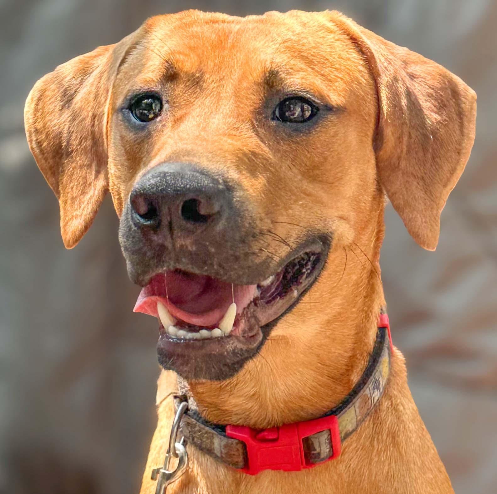 Kane, a Adoptable mixed breed in Lindenhurst, NY image 3/4