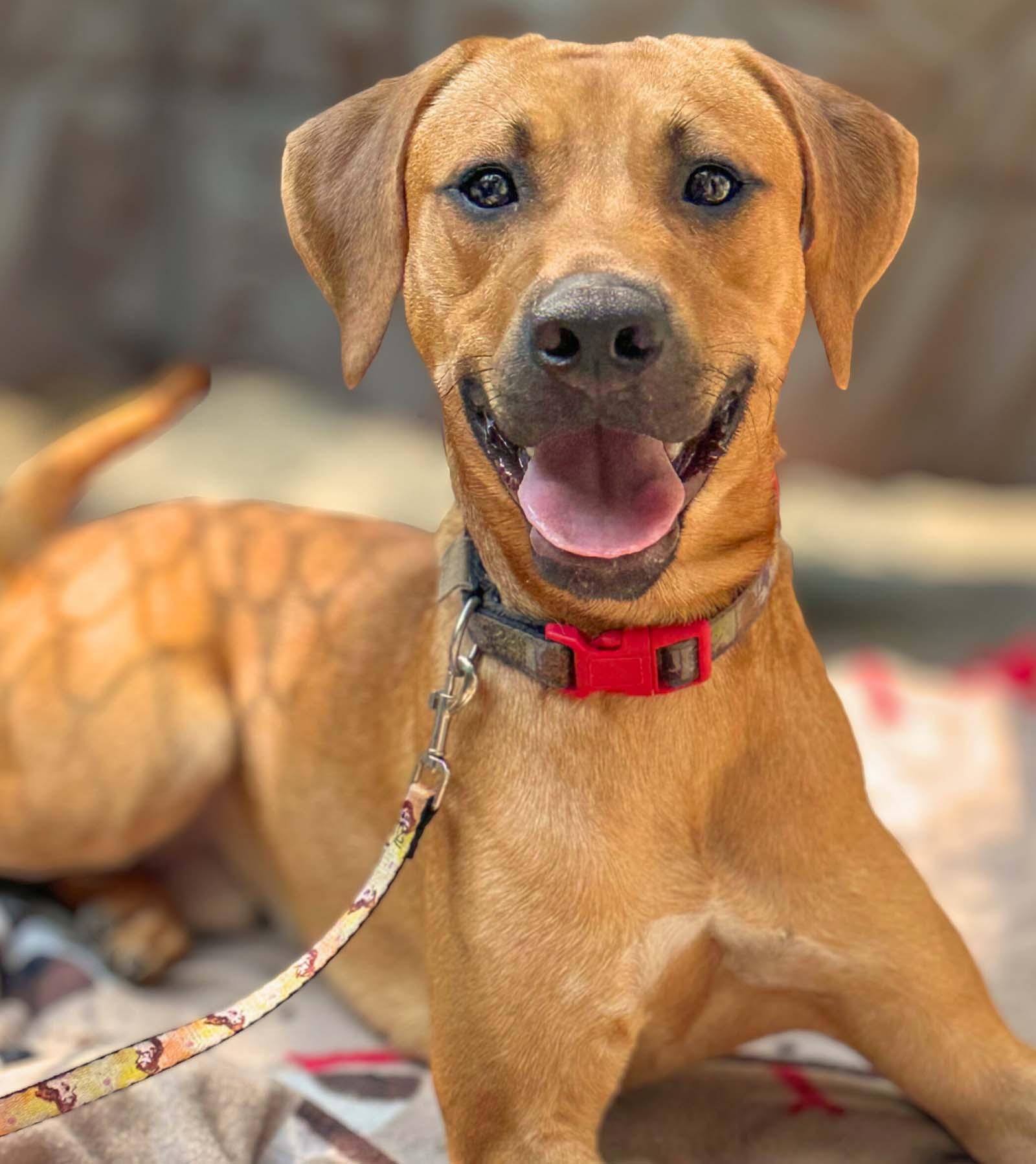 Kane, a Adoptable mixed breed in Lindenhurst, NY image 2/4