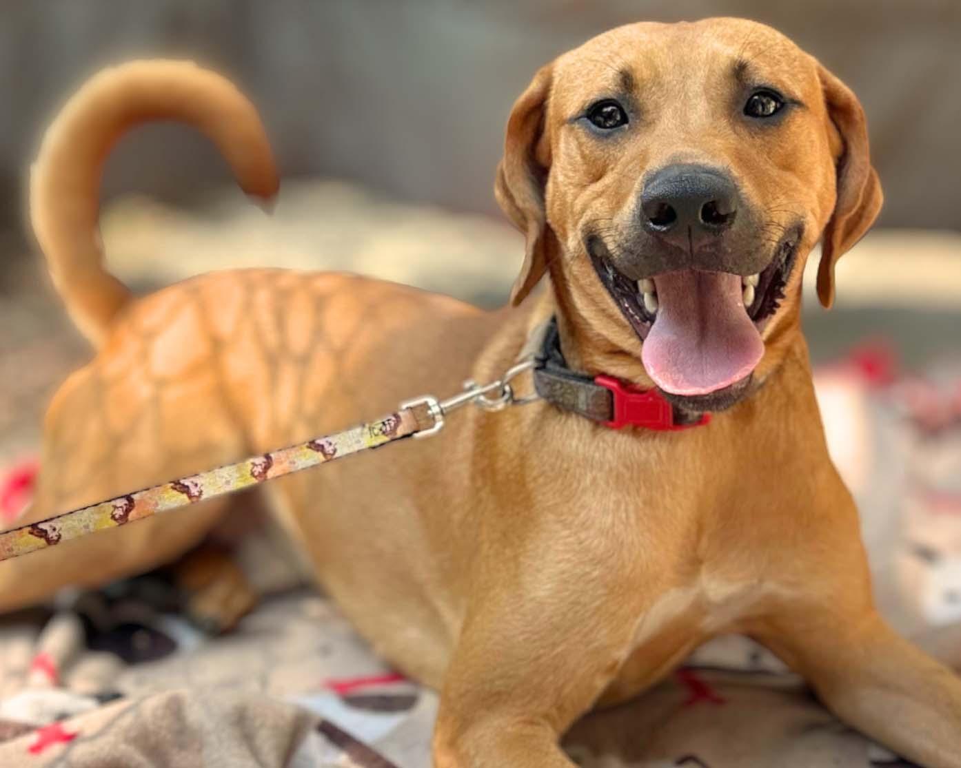 Kane, a Adoptable mixed breed in Lindenhurst, NY image 4/4