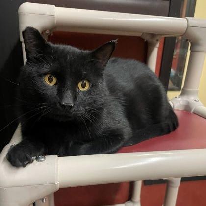 Scout, Adoptable, Young Male Domestic Short Hair.