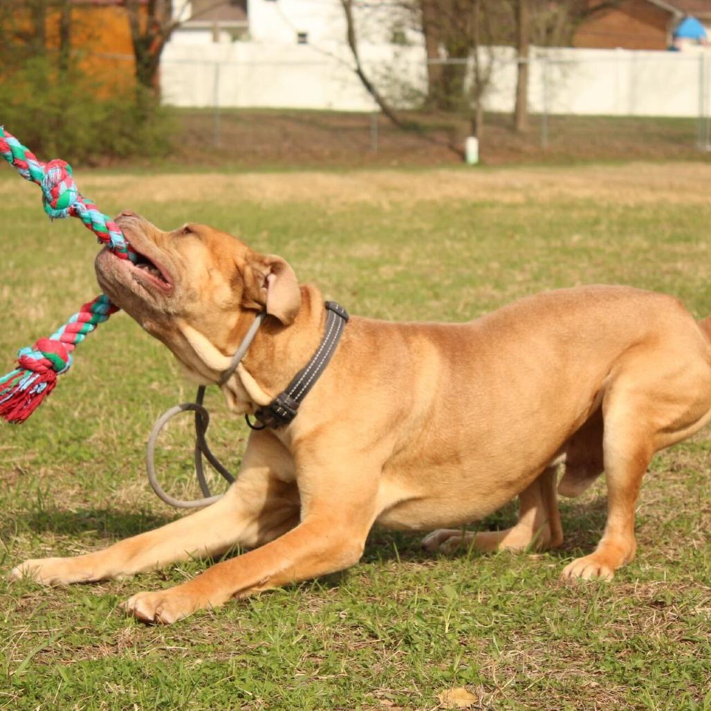 Lord, Adoptable, Adult Male Dogue de Bordeaux & Boerboel.