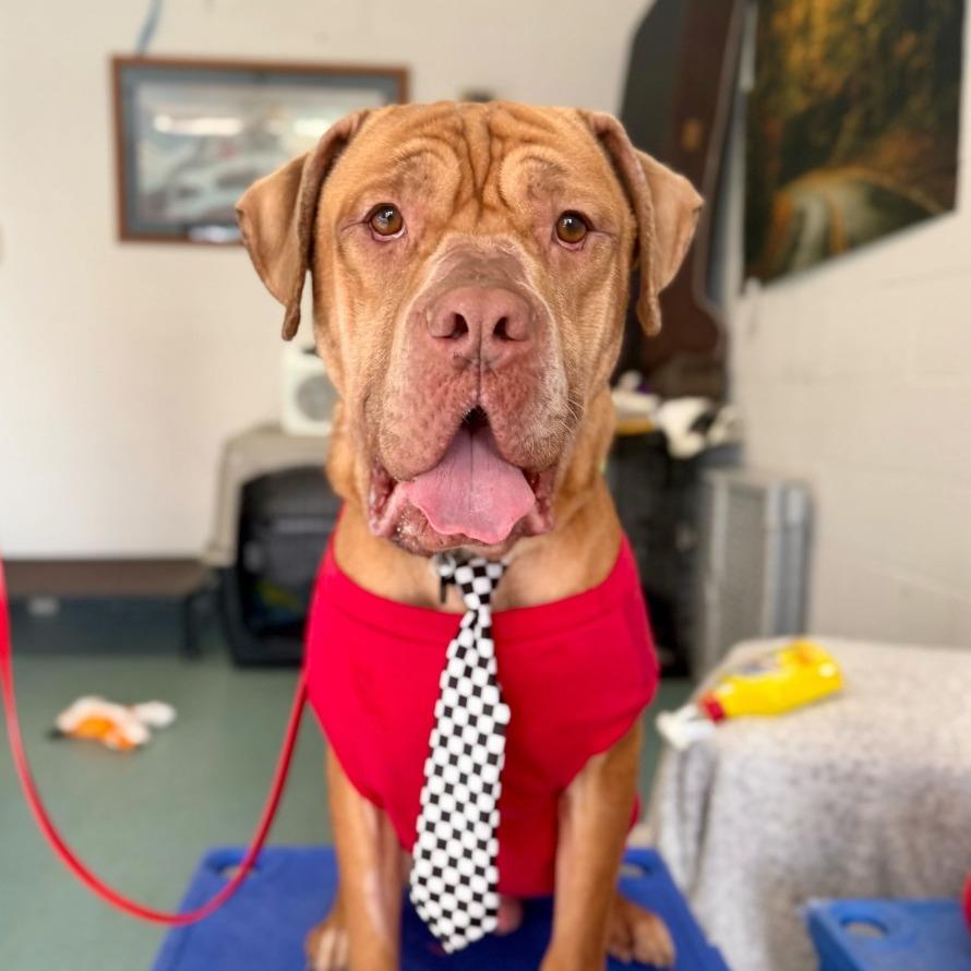 Enlarge Lord, a Adoptable mixed breed in Louisville, KY image 2/6