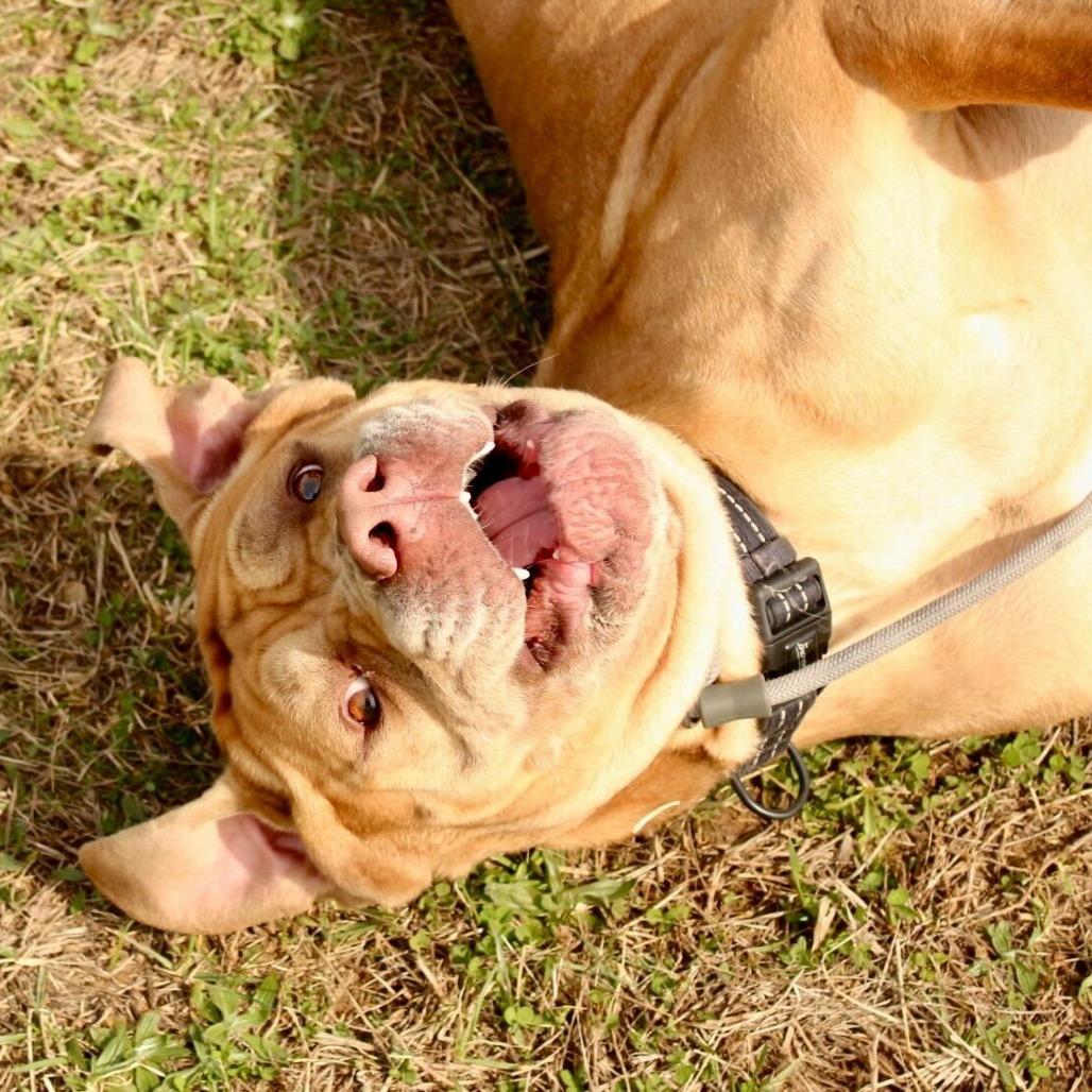 Enlarge Lord, a Adoptable mixed breed in Louisville, KY image 3/6