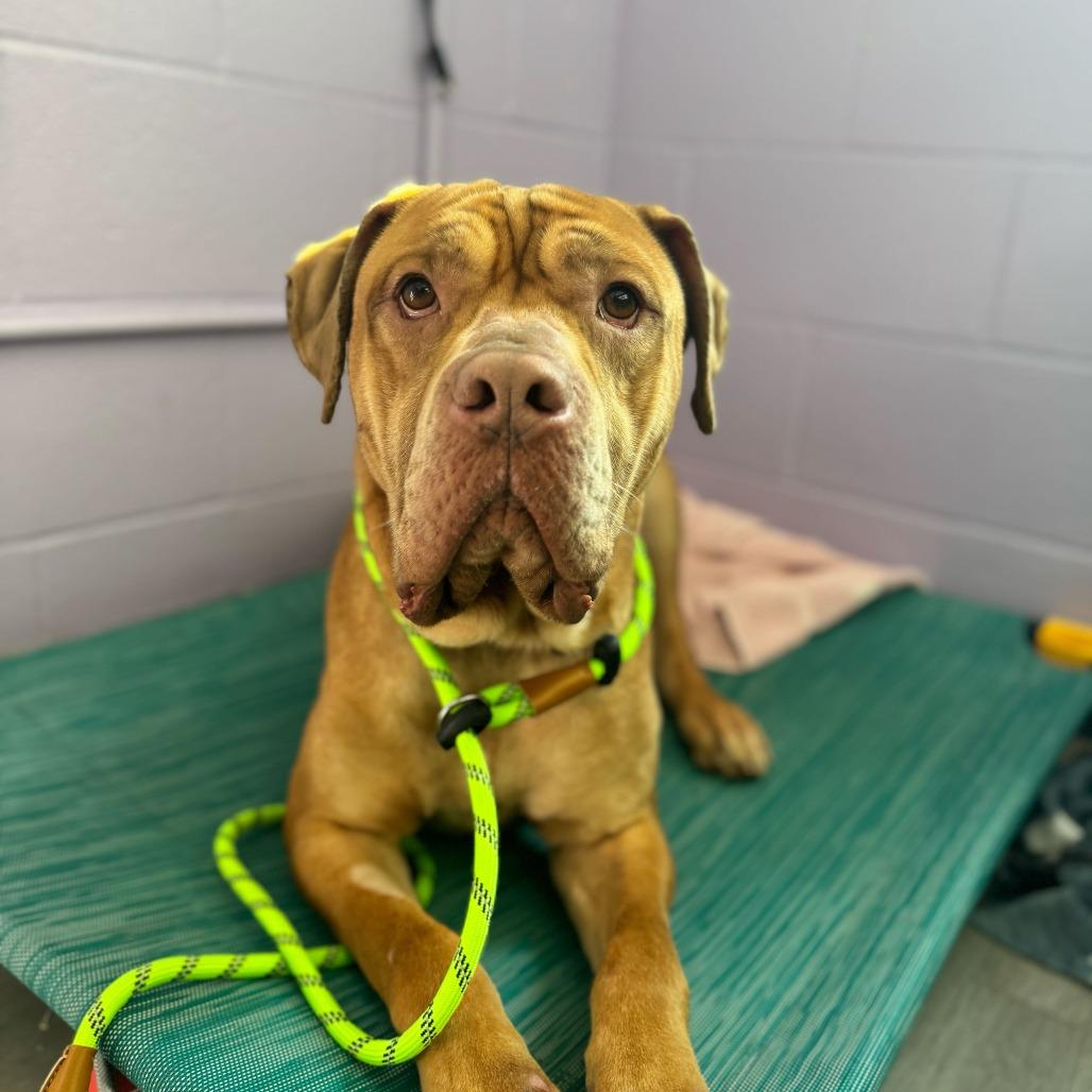 Enlarge Lord, a Adoptable mixed breed in Louisville, KY image 4/6