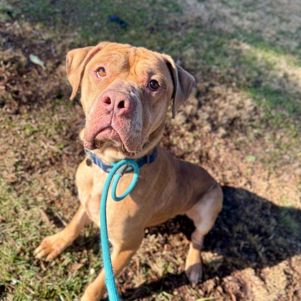 Enlarge Lord, a Adoptable mixed breed in Louisville, KY image 5/6
