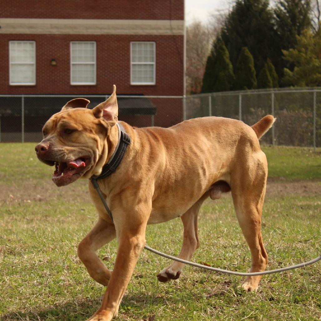 Enlarge Lord, a Adoptable mixed breed in Louisville, KY image 6/6
