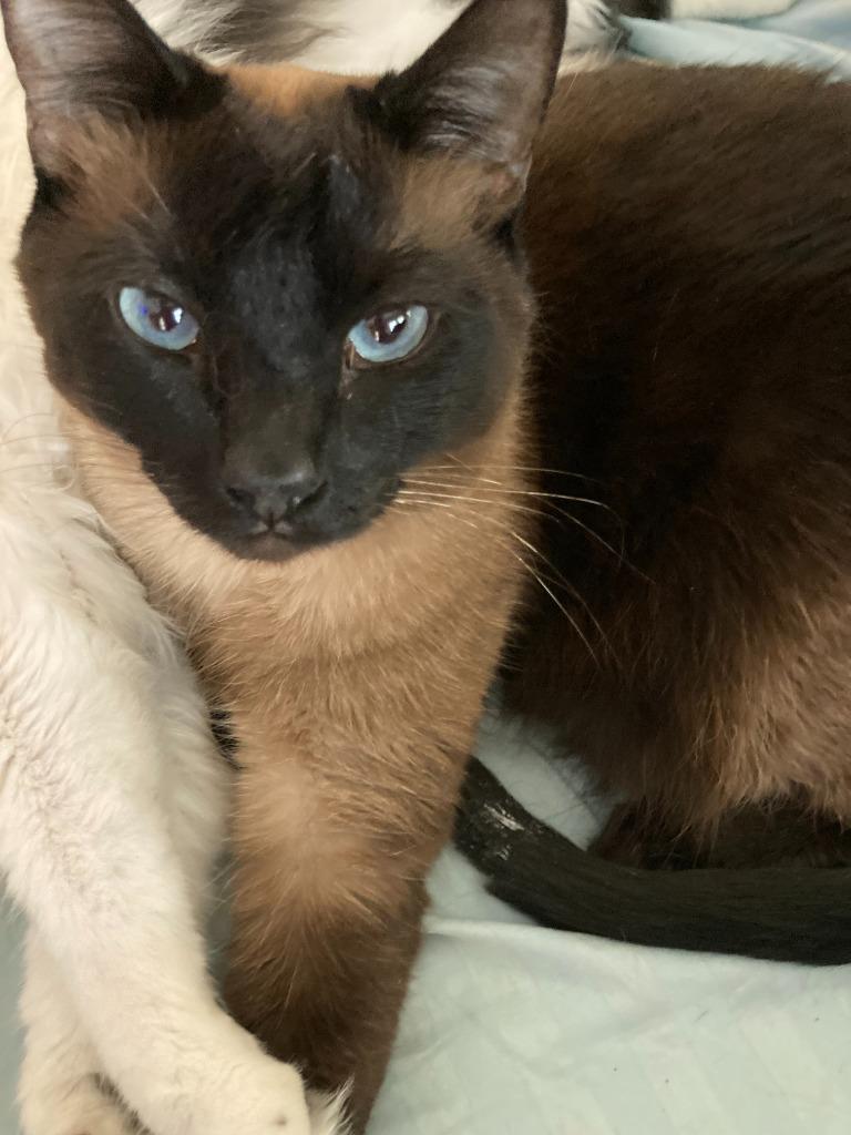 Baby, a Adopted Siamese in Rockford, IL image 1/4