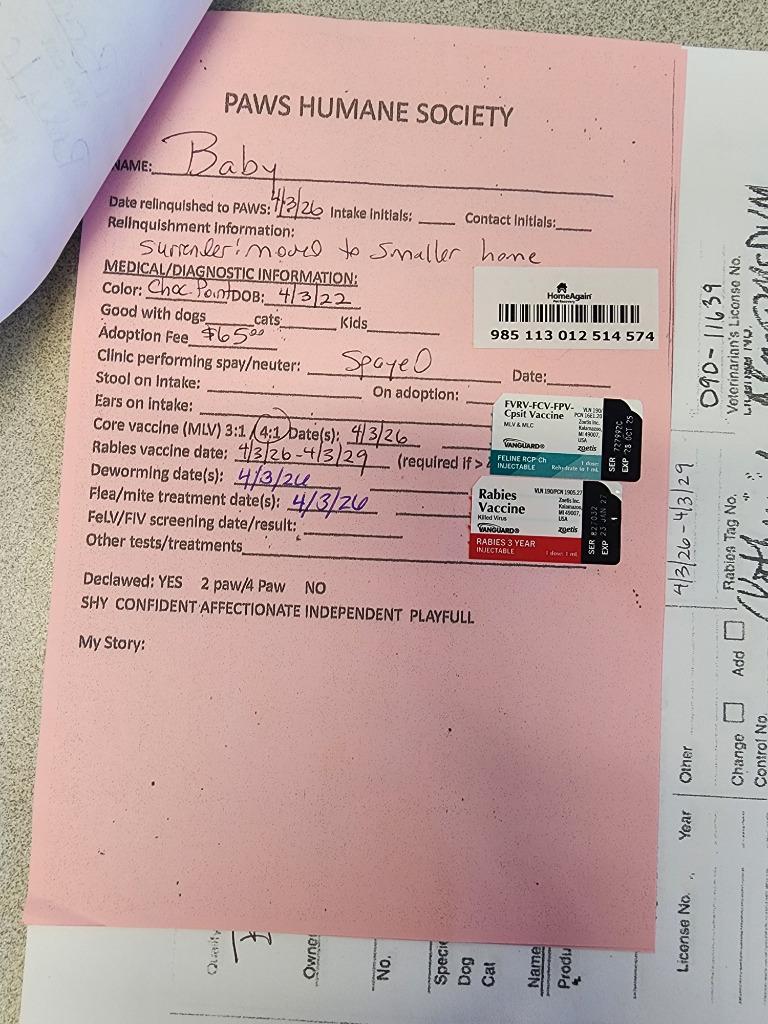 Baby, a Adopted Siamese in Rockford, IL image 2/4