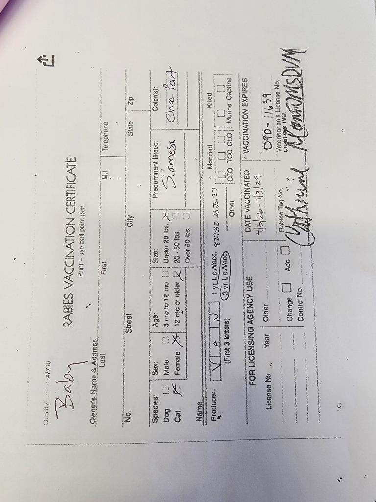 Baby, a Adopted Siamese in Rockford, IL image 3/4