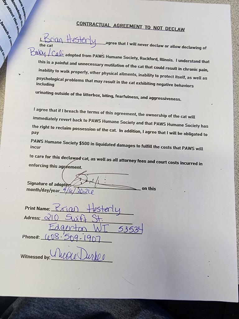 Baby, a Adopted Siamese in Rockford, IL image 4/4