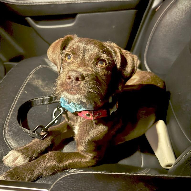 Chanel, Adopted, Young Female Schnauzer & Terrier.