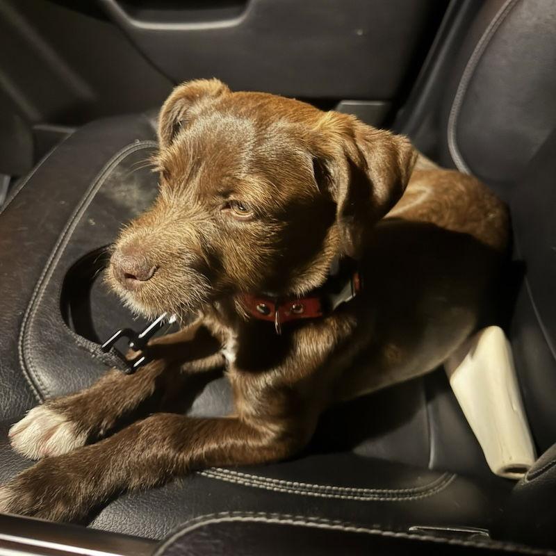 Chanel, a Adopted mixed breed in San Juan Capistrano, CA image 2/3