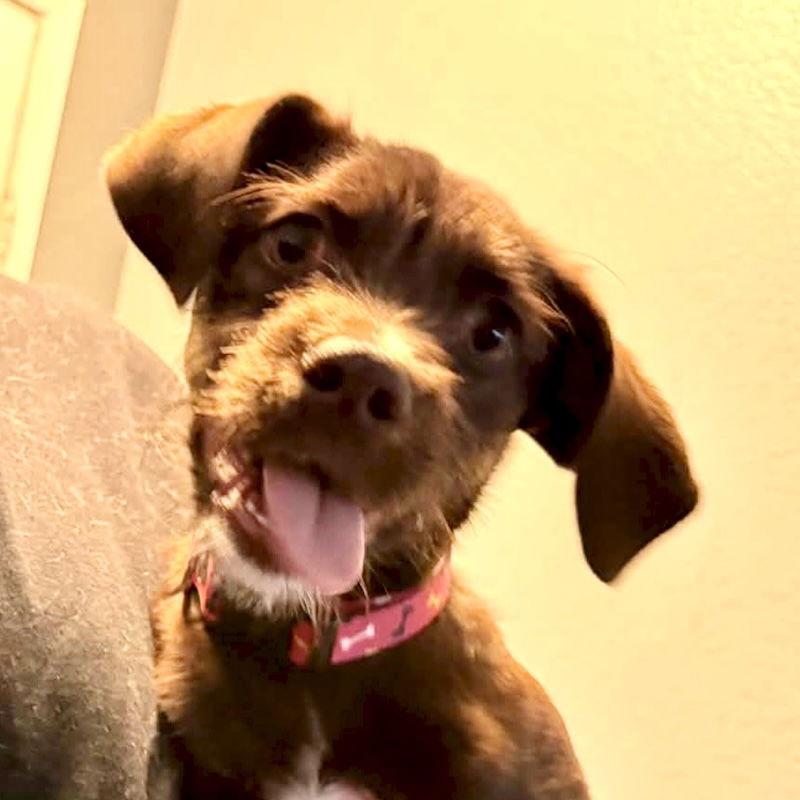 Chanel, a Adopted mixed breed in San Juan Capistrano, CA image 3/3