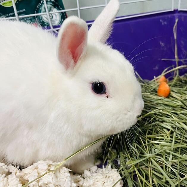 Vinnie, Adoptable, Young Male American.