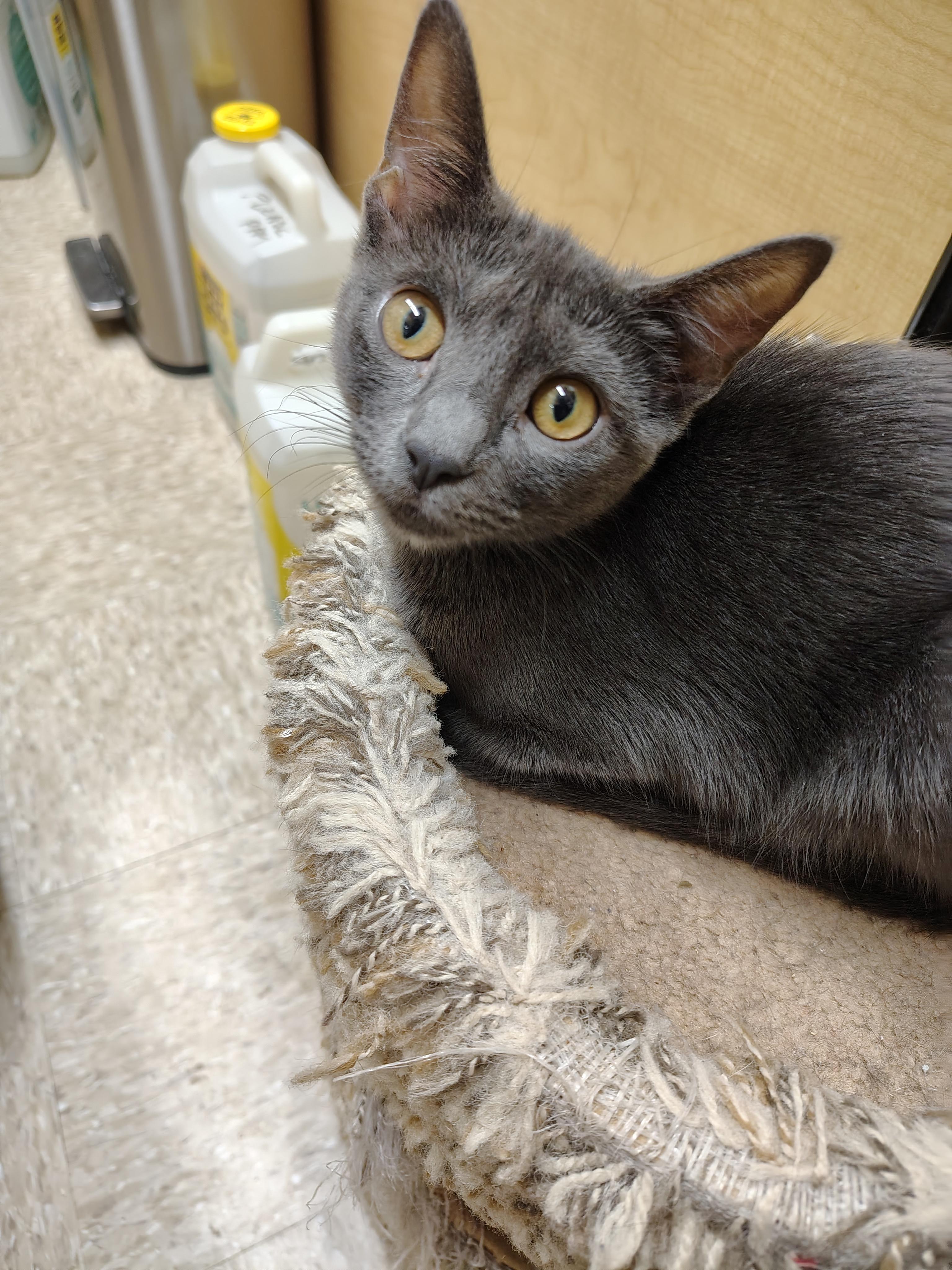Enlarge Phoebe, a Adopted mixed breed in Arlington, TX image 1/1
