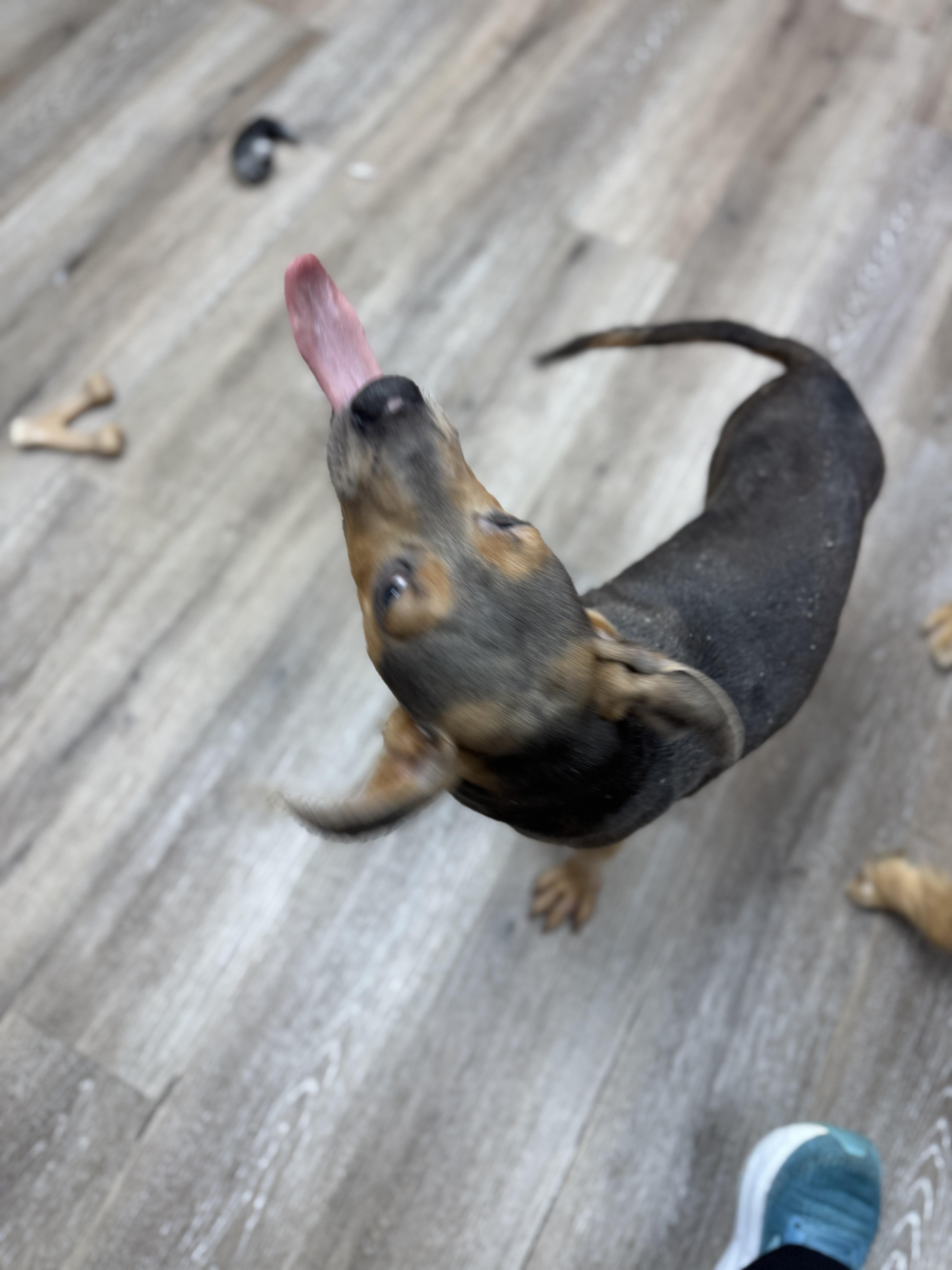 Enlarge Willie, a Adoptable mixed breed in Ponchatoula, LA image 4/5