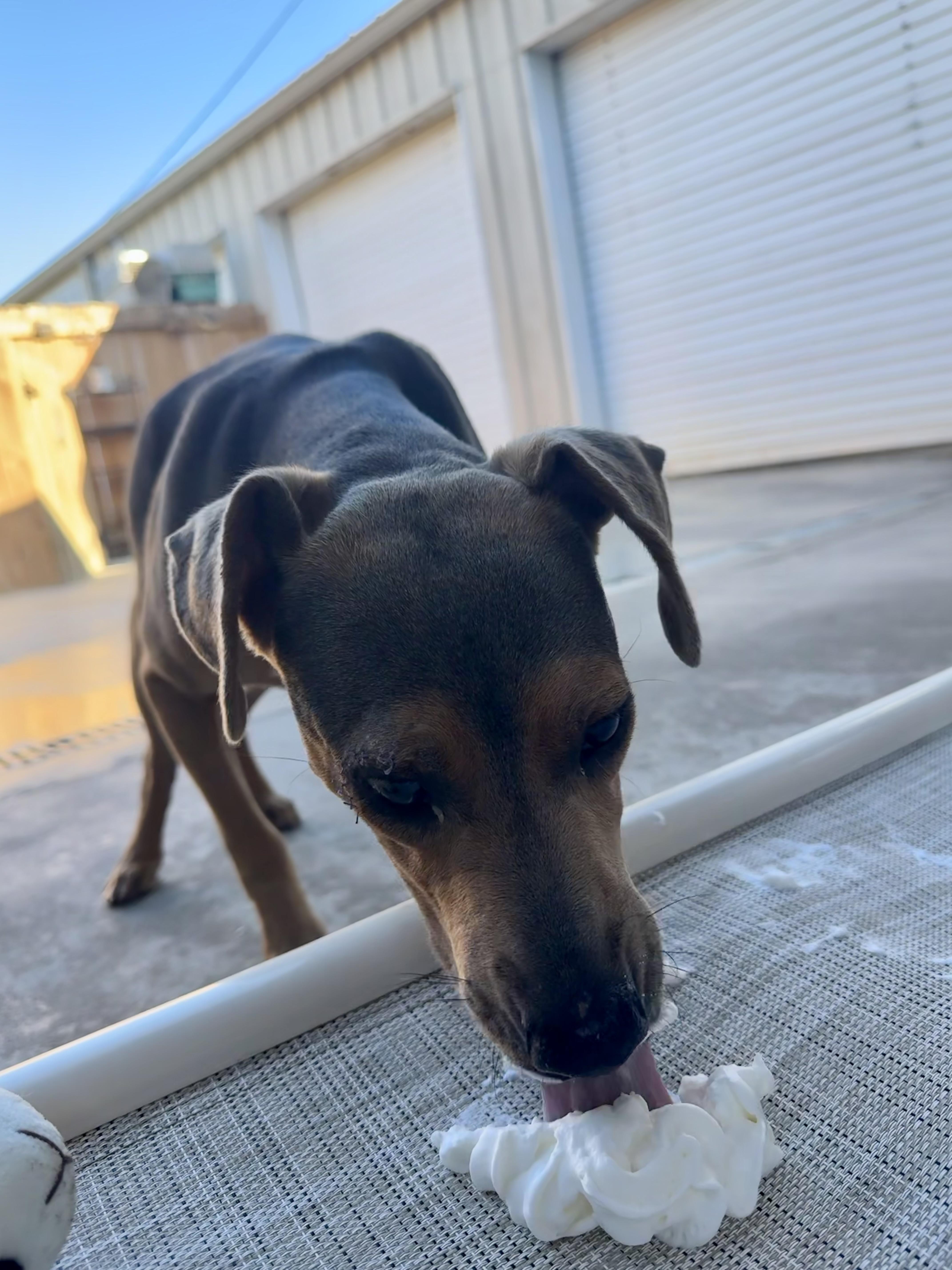 Enlarge Willie, a Adoptable mixed breed in Ponchatoula, LA image 5/5