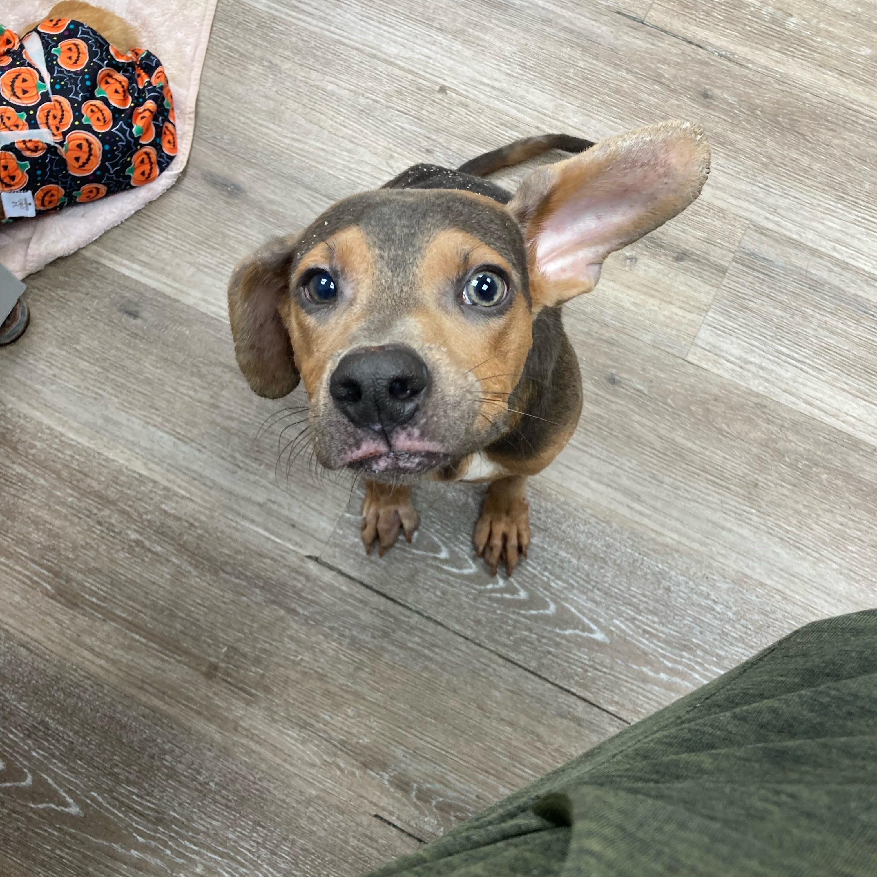 Enlarge Willie, a Adoptable mixed breed in Ponchatoula, LA image 3/5