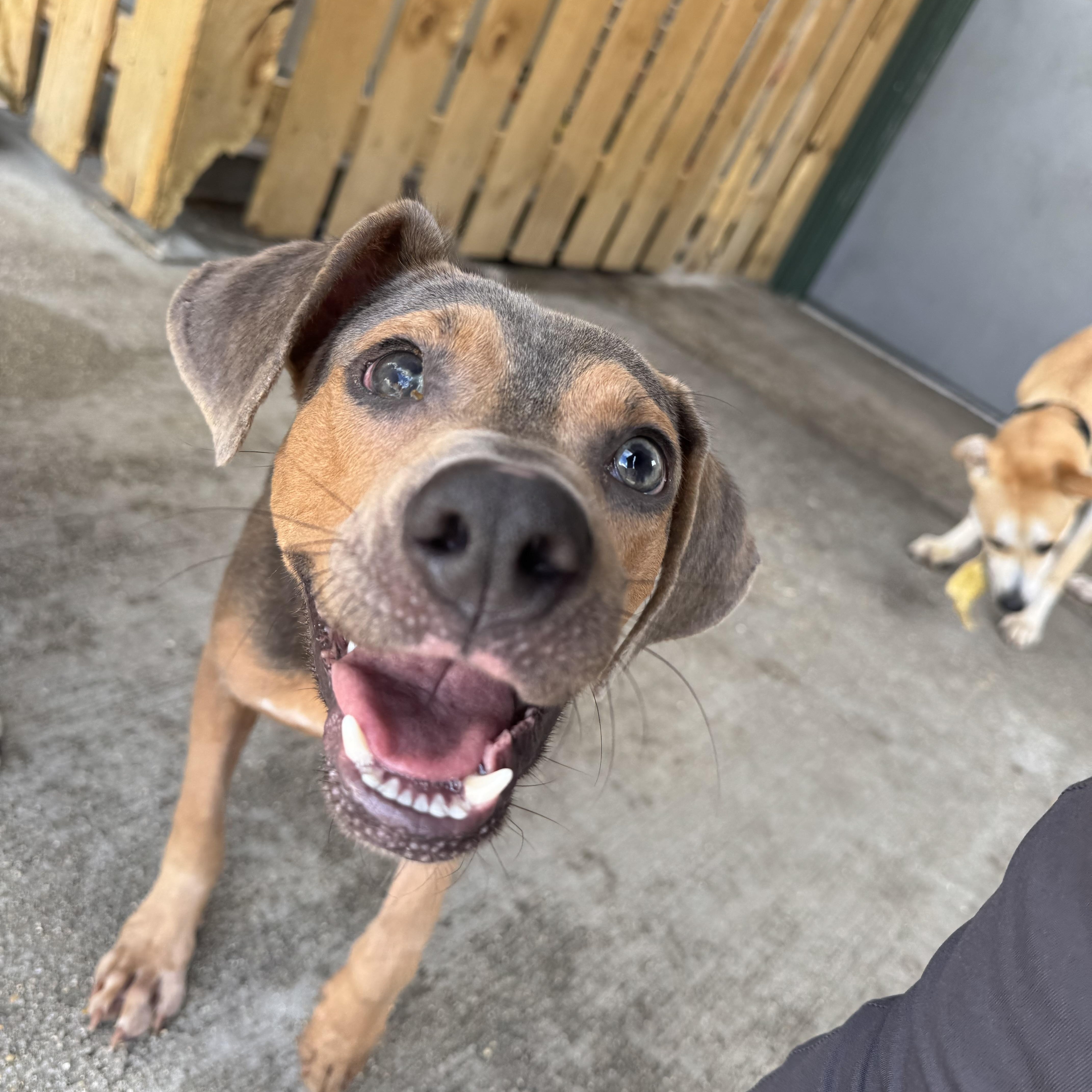 Enlarge Willie, a Adoptable mixed breed in Ponchatoula, LA image 1/5