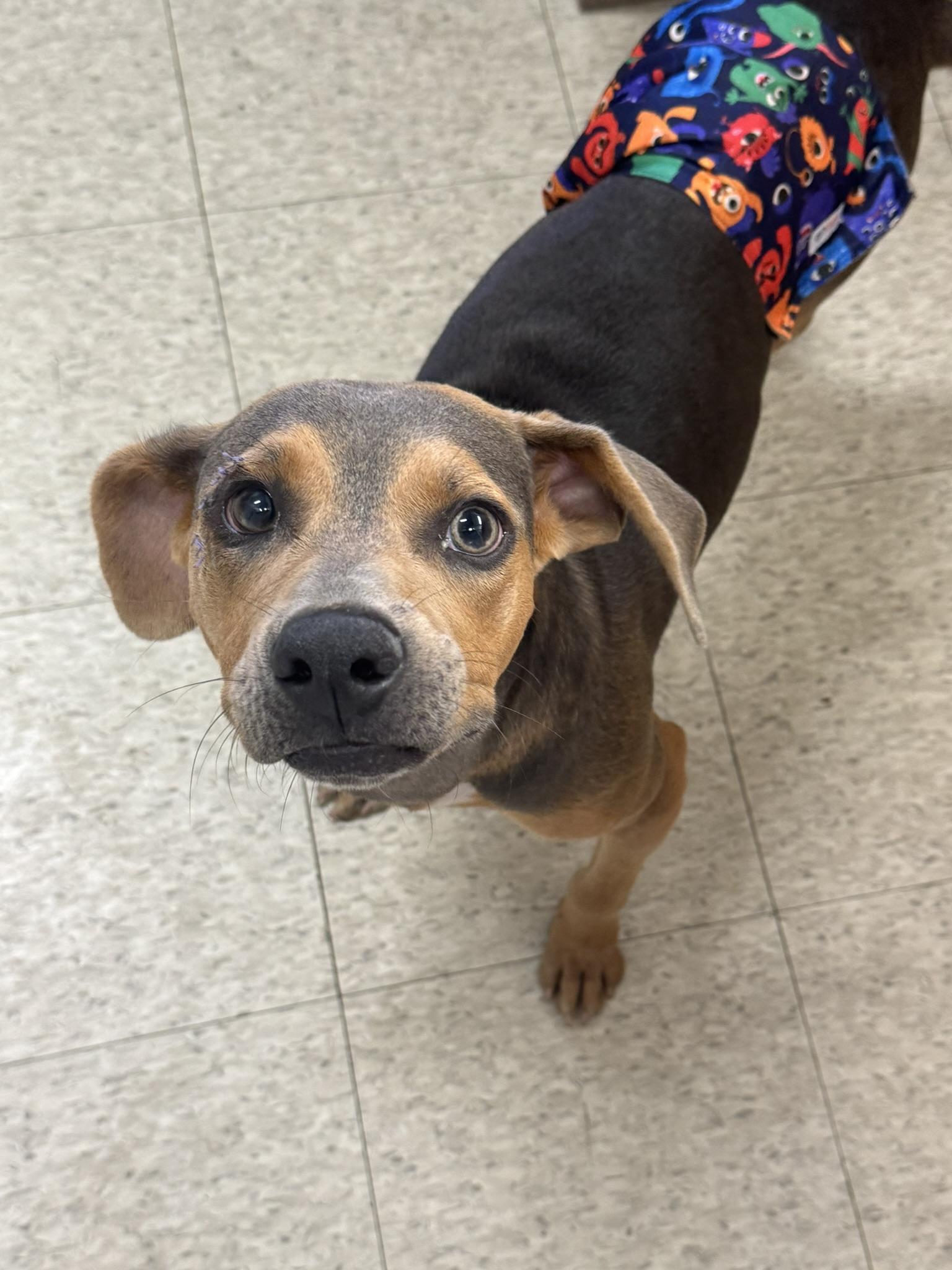 Enlarge Willie, a Adoptable mixed breed in Ponchatoula, LA image 2/5