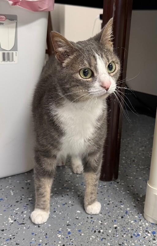 Eve, Adoptable, Adult Female Domestic Short Hair.