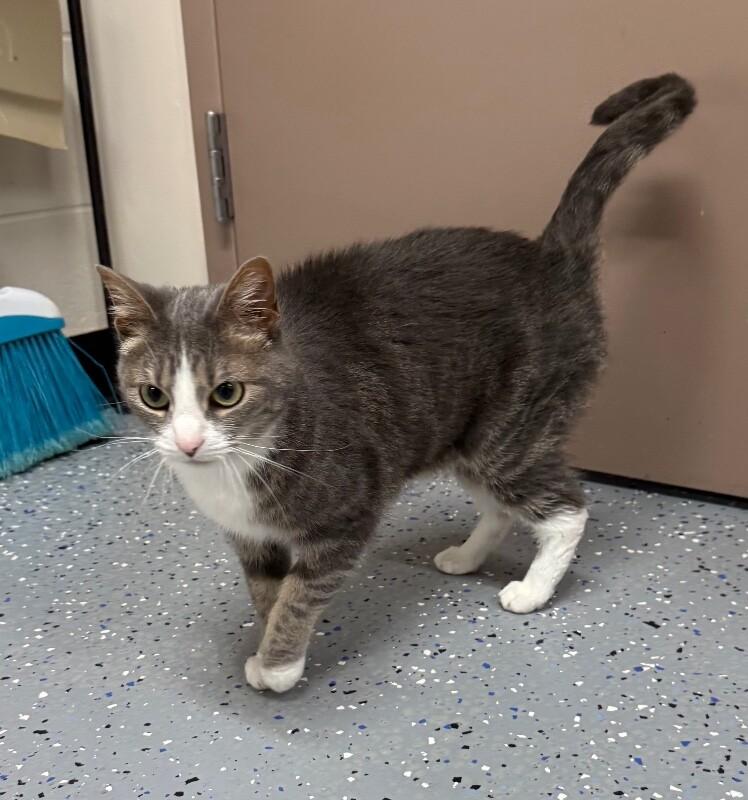 Enlarge Eve, a Adoptable Domestic Short Hair in Yankton, SD image 2/3