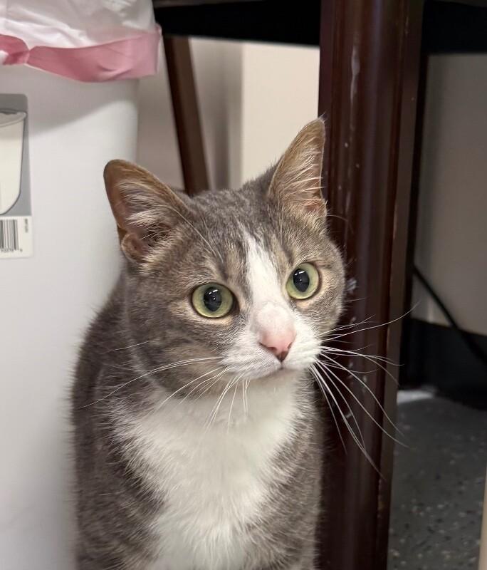Enlarge Eve, a Adoptable Domestic Short Hair in Yankton, SD image 3/3