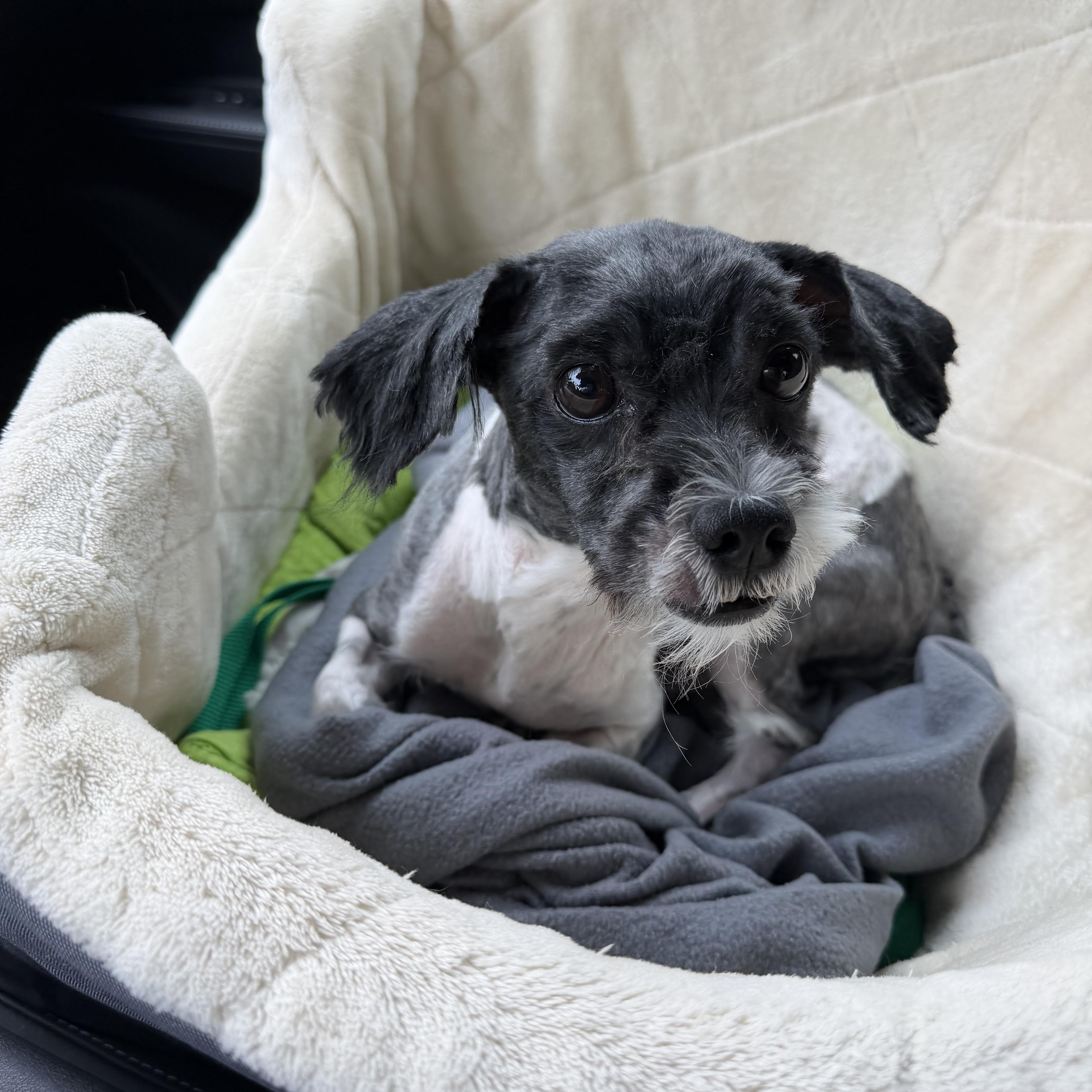 Slinky Lewis, adopted, Adult Male Havanese.