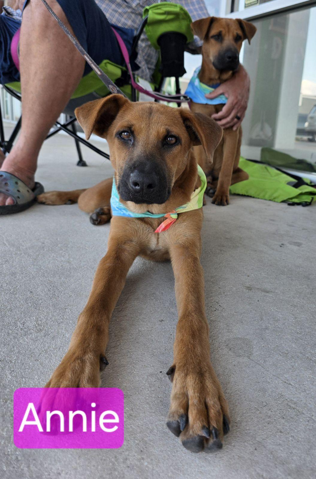 Little Annie, Adoptable, Puppy Female Black Mouth Cur.