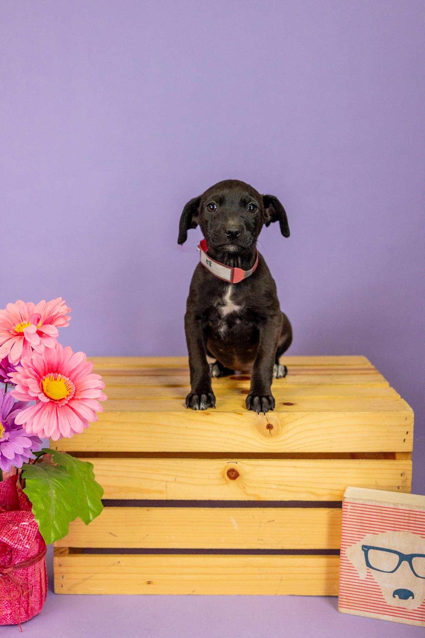 Enlarge 88-26, a ADOPTABLE mixed breed in Brighton, CO image 6/6