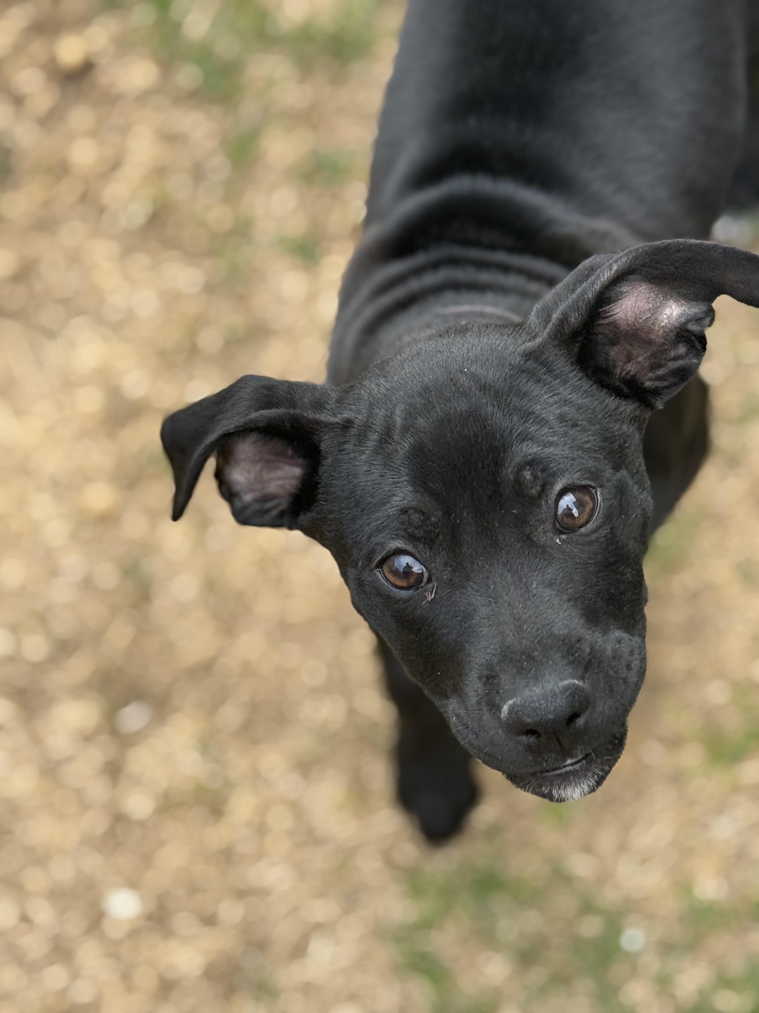 Enlarge 88-26, a ADOPTABLE mixed breed in Brighton, CO image 3/6