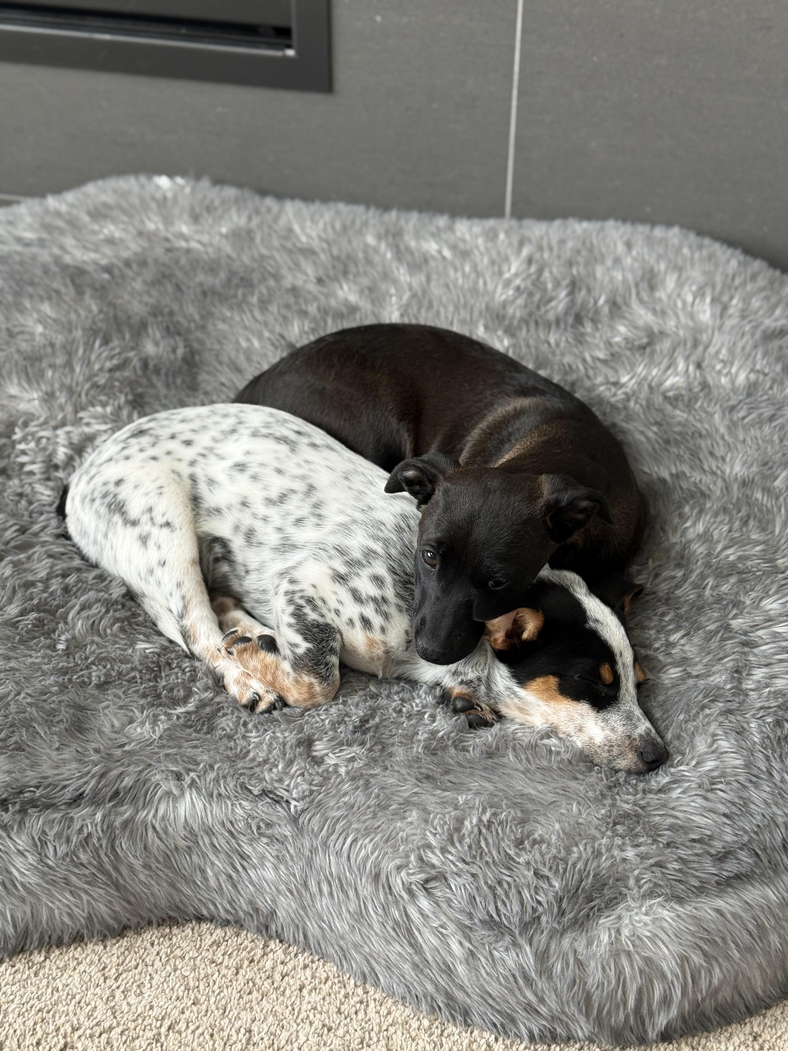 Enlarge 88-26, a ADOPTABLE mixed breed in Brighton, CO image 5/6