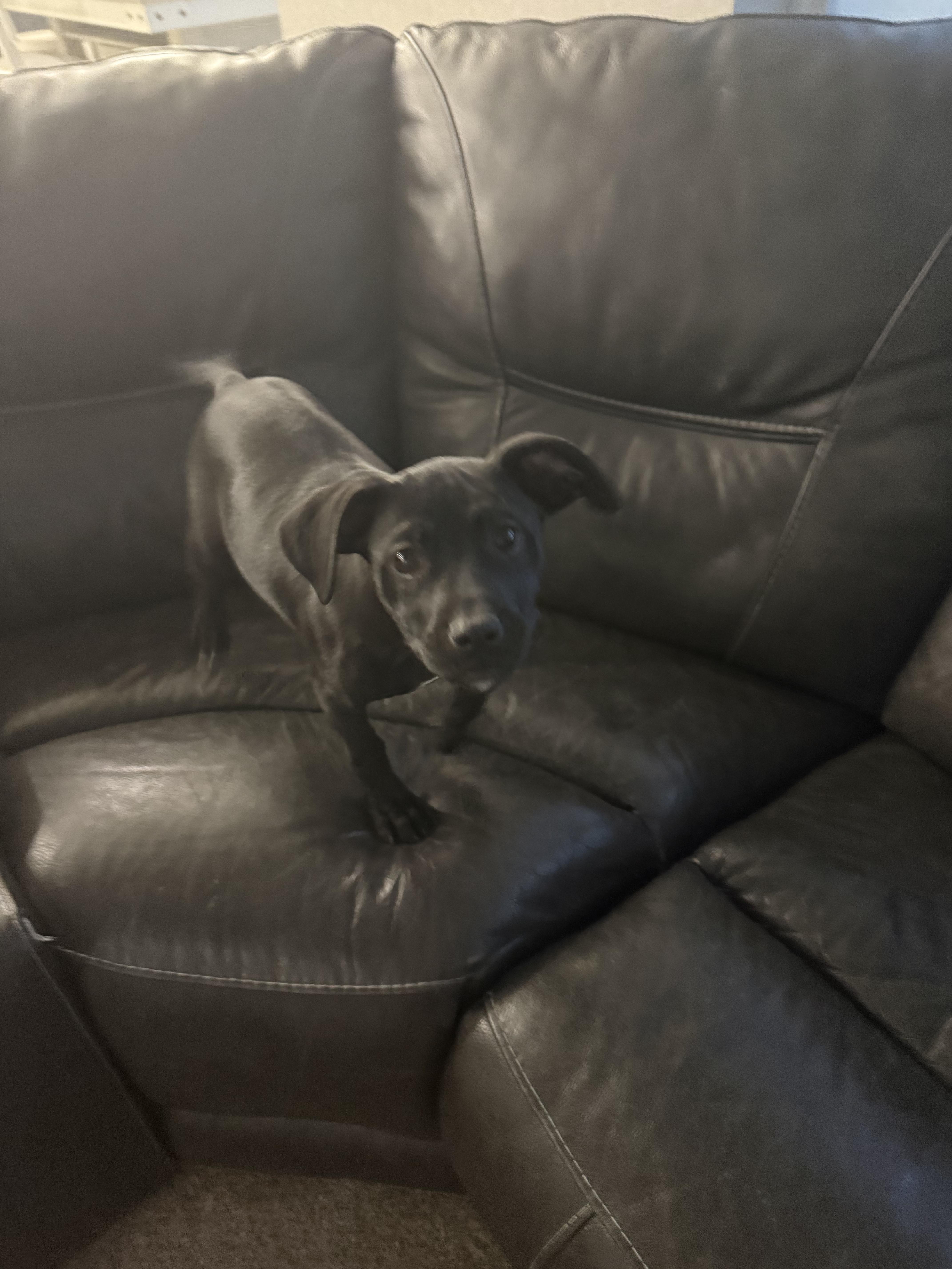 Enlarge 88-26, a ADOPTABLE mixed breed in Brighton, CO image 4/6