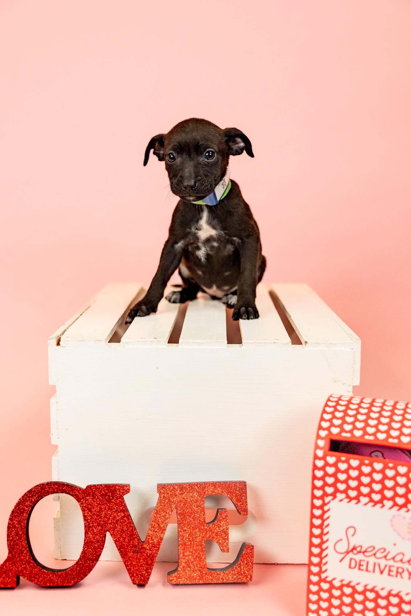 88-26, ADOPTABLE, Young Female Pit Bull Terrier.