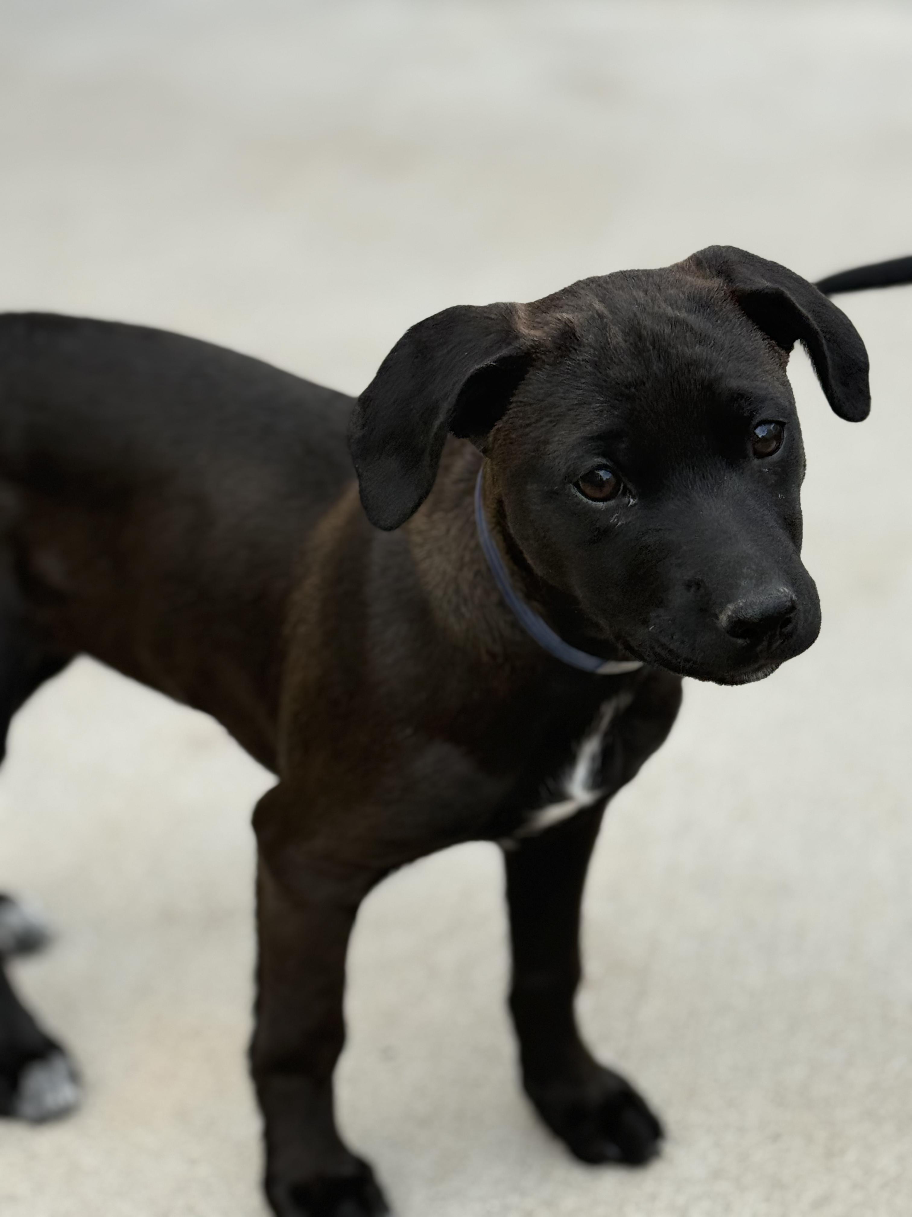 88-26, ADOPTABLE, Young Female Pit Bull Terrier.