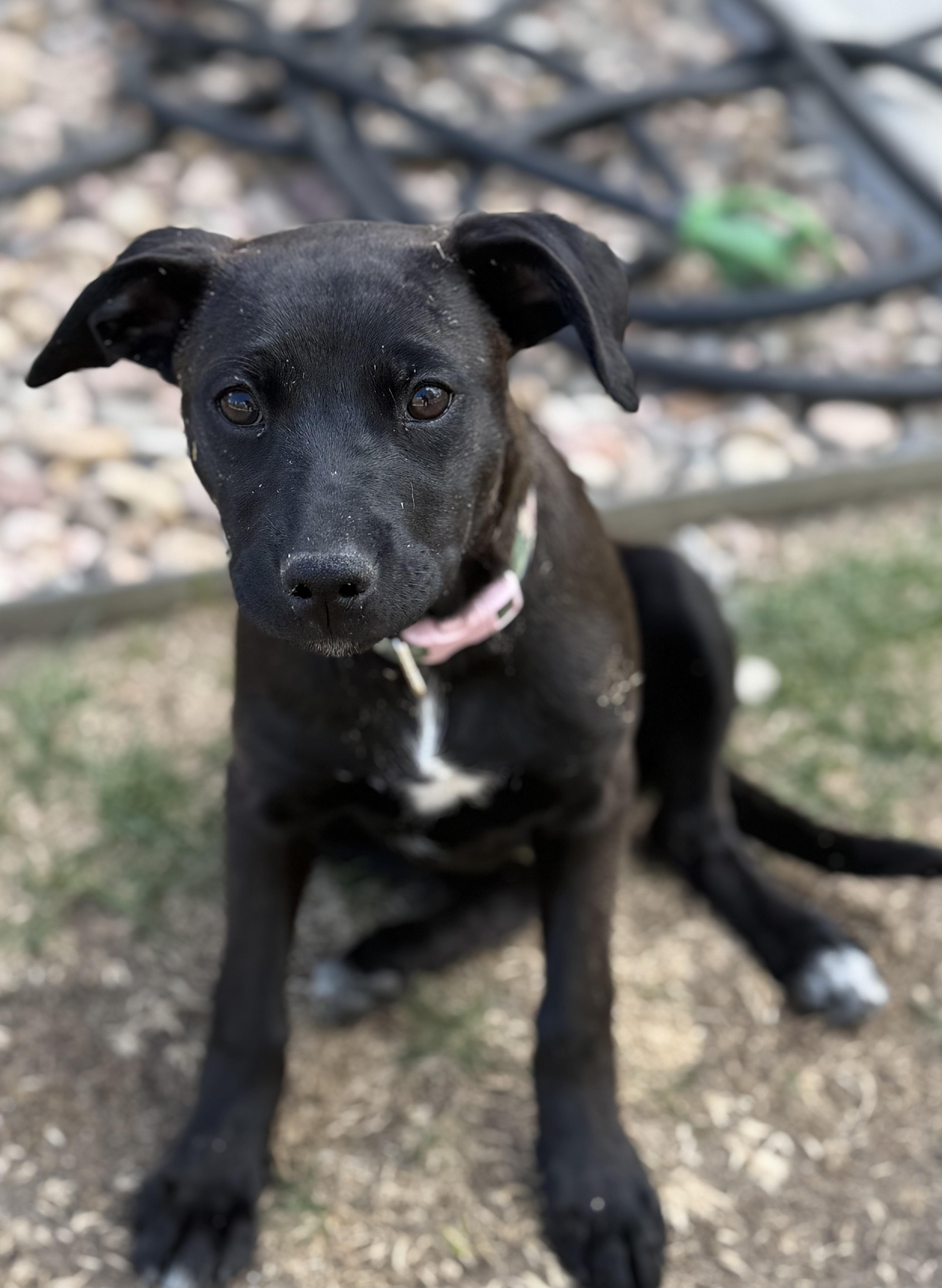 Enlarge 88-26, a ADOPTABLE mixed breed in Brighton, CO image 1/6